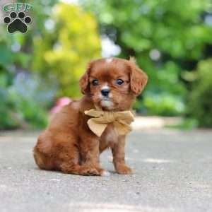 George, Cavalier King Charles Mix Puppy